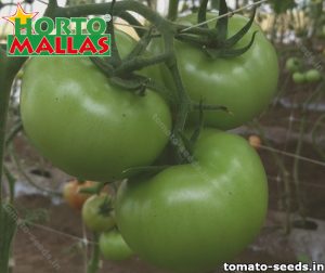 Green tomatoes hanging from tomato plant